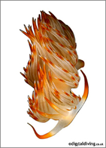 Flabellina sp. - easier way than shooting in David Doubil... by David Henshaw 